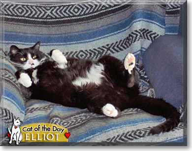 Elliot, the Cat of the Day