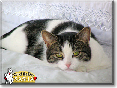 Sasha, the Cat of the Day