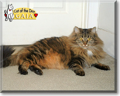 Gaia, the Cat of the Day