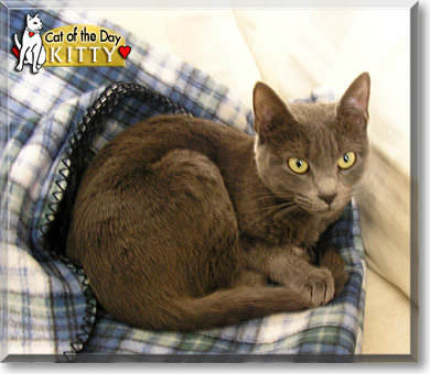 Kitty, the Cat of the Day