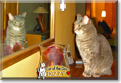 Dizzy, the Cat of the Day