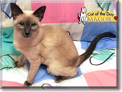 Maggie, the Cat of the Day