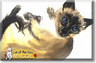 Maggie, the Cat of the Day