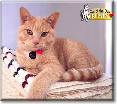 Rusty, the Cat of the Day