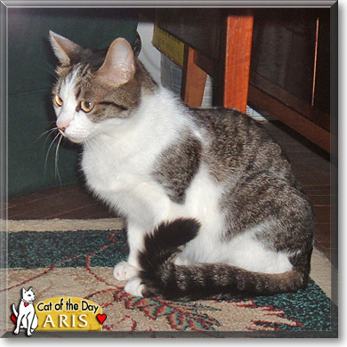 Aris, the Cat of the Day