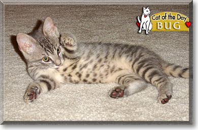 Bug, the Cat of the Day