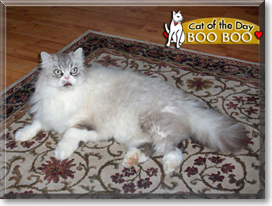 Boo Boo, the Cat of the Day