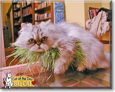 Bijou, the Cat of the Day