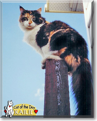 Kailie, the Cat of the Day