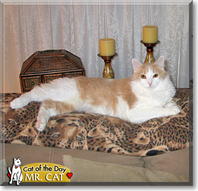 Mr. Cat, the Cat of the Day