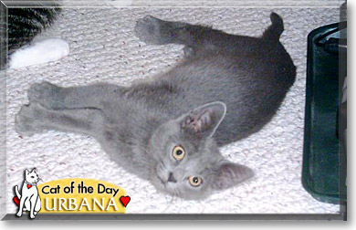 Urbana, the Cat of the Day