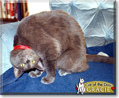 Gracie, the Cat of the Day