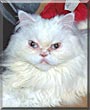 Prissy