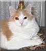 Mr. Cat