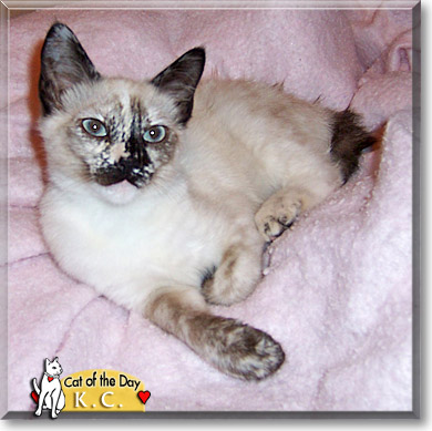 K.C., the Cat of the Day