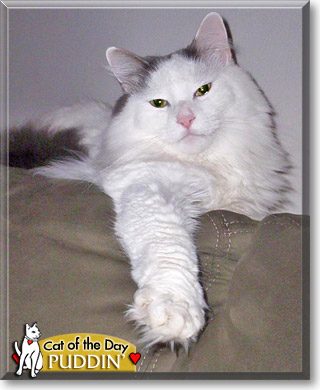 Puddin', the Cat of the Day