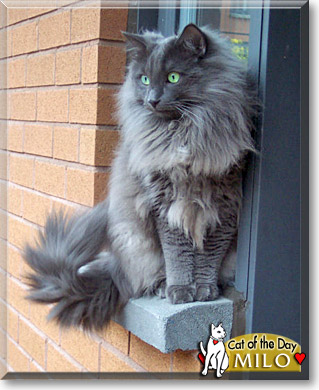 Milo, the Cat of the Day
