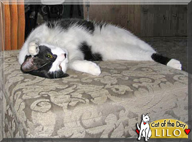 Lilo, the Cat of the Day