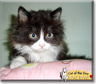 Bau Bau, the Cat of the Day