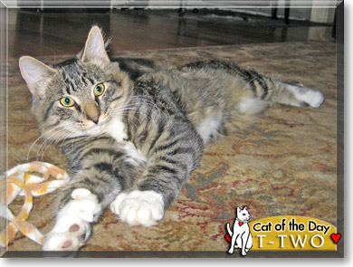 T-Two, the Cat of the Day