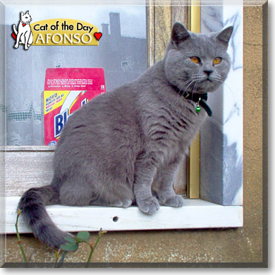 Afonso, the Cat of the Day