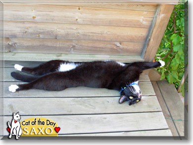 Saxo, the Cat of the Day