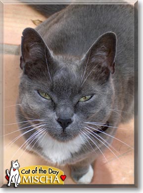 Mischa, the Cat of the Day