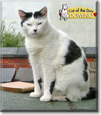 Domino, the Cat of the Day