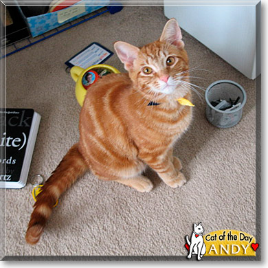 Andy, the Cat of the Day