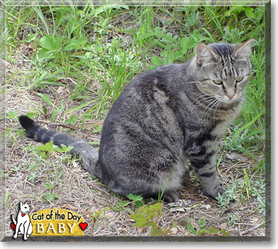 Baby, the Cat of the Day