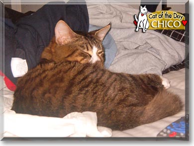 Chico, the Cat of the Day Chico, the Cat of the Day