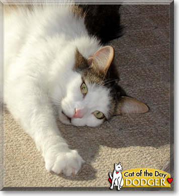 Dodger, the Cat of the Day