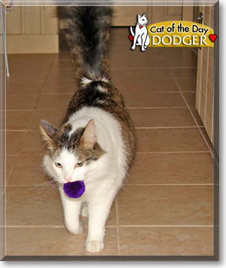 Dodger, the Cat of the Day