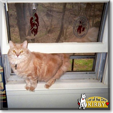 Kirby, the Cat of the Day