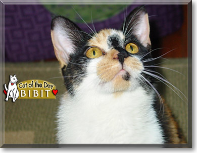 Bibit, the Cat of the Day
