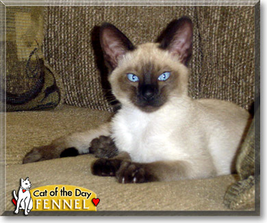 Fennel, the Cat of the Day