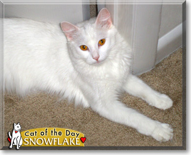 Snowflake, the Cat of the Day