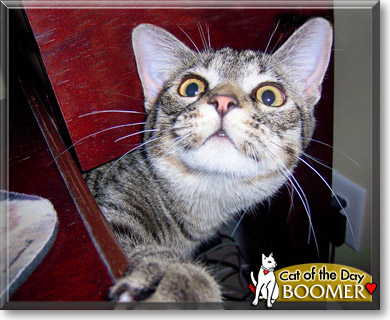 Boomer, the Cat of the Day