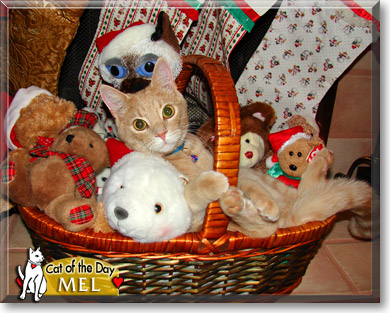 Mel, the Cat of the Day