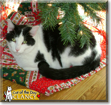 Clancy, the Cat of the Day