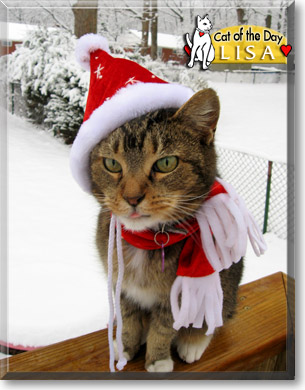 Lisa, the Cat of the Day