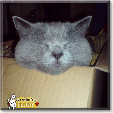 Teddy, the Cat of the Day