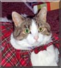 Miss Kitty