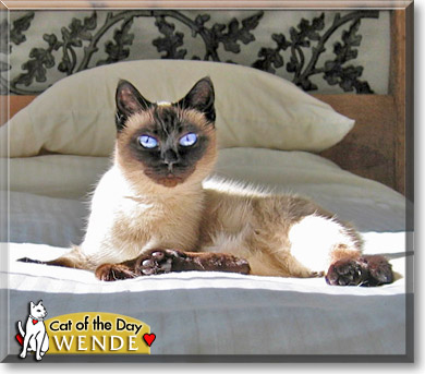 Wende, the Cat of the Day