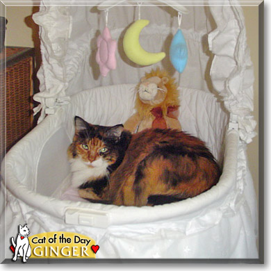 Ginger, the Cat of the Day