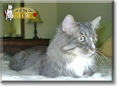 Jib, the Cat of the Day