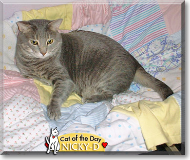 Nicky-D, the Cat of the Day
