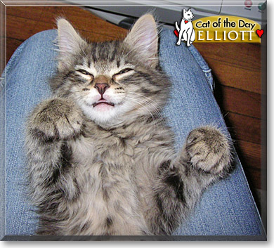 Elliott, the Cat of the Day