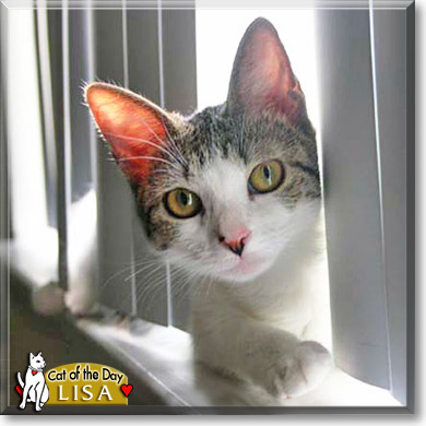 Lisa, the Cat of the Day