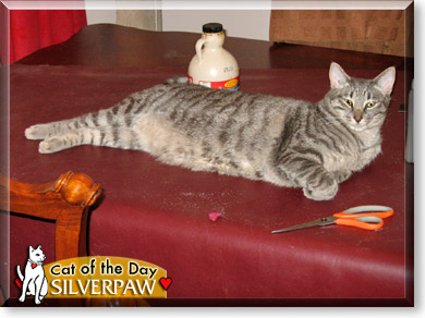 Silverpaw, the Cat of the Day
